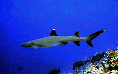 <img src="img3312" alt="ネブリフカ画像">　